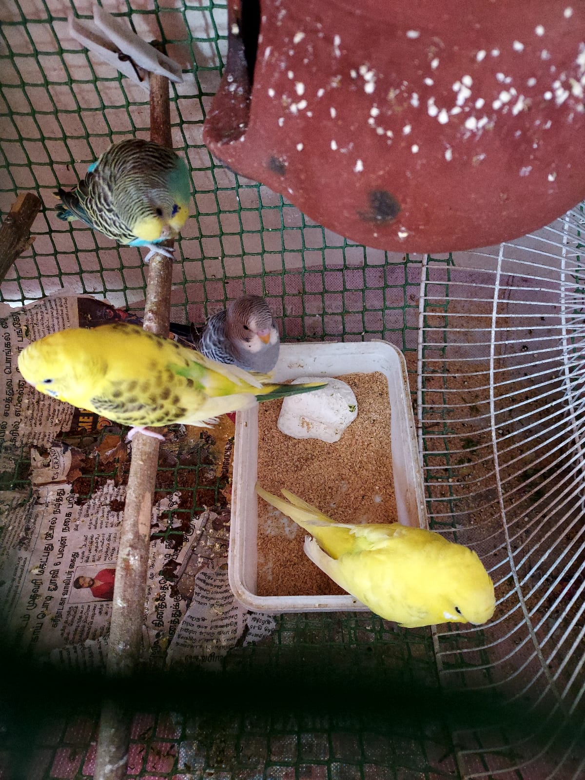 budgie [lovebirds] - Birds